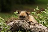 CAIRN TERRIER 394
